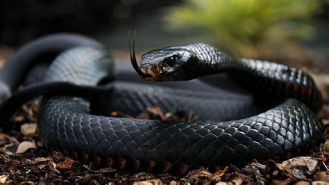 snake images hd